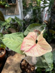 Syngonium podophyllum 'Christmas' - Image 2