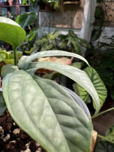 Amydrium medium 'Cebu Blue'