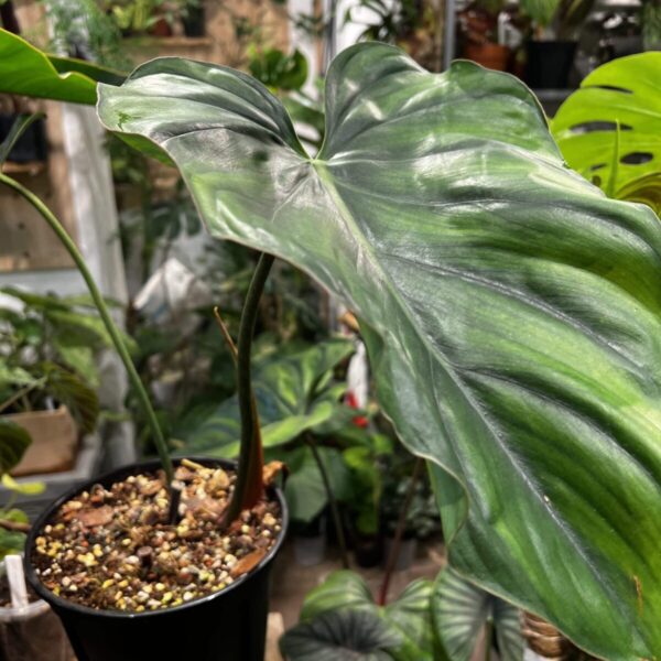 哥倫比亞蔓綠絨 — 植仔 Plantjai 香港觀葉植物