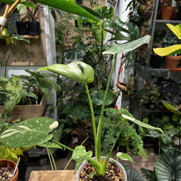 泰國灑金龜背竹 — 植仔 Plantjai 香港觀葉植物