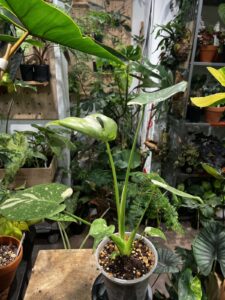 Monstera 'Thai Constellation'  泰國灑金龜背竹：圖片 19