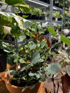 Eucalyptus 'Silver Dollar'