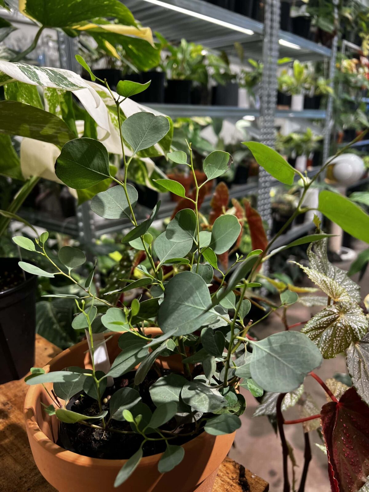 Eucalyptus 'Silver Dollar' 圓葉尤加利 Plantjai植仔 Eucalyptus 'Silver Dollar' 圓葉尤加利 — 植仔 Plantjai 香港觀葉植物
