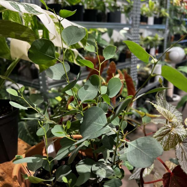 圓葉尤加利 — 植仔 Plantjai 香港觀葉植物