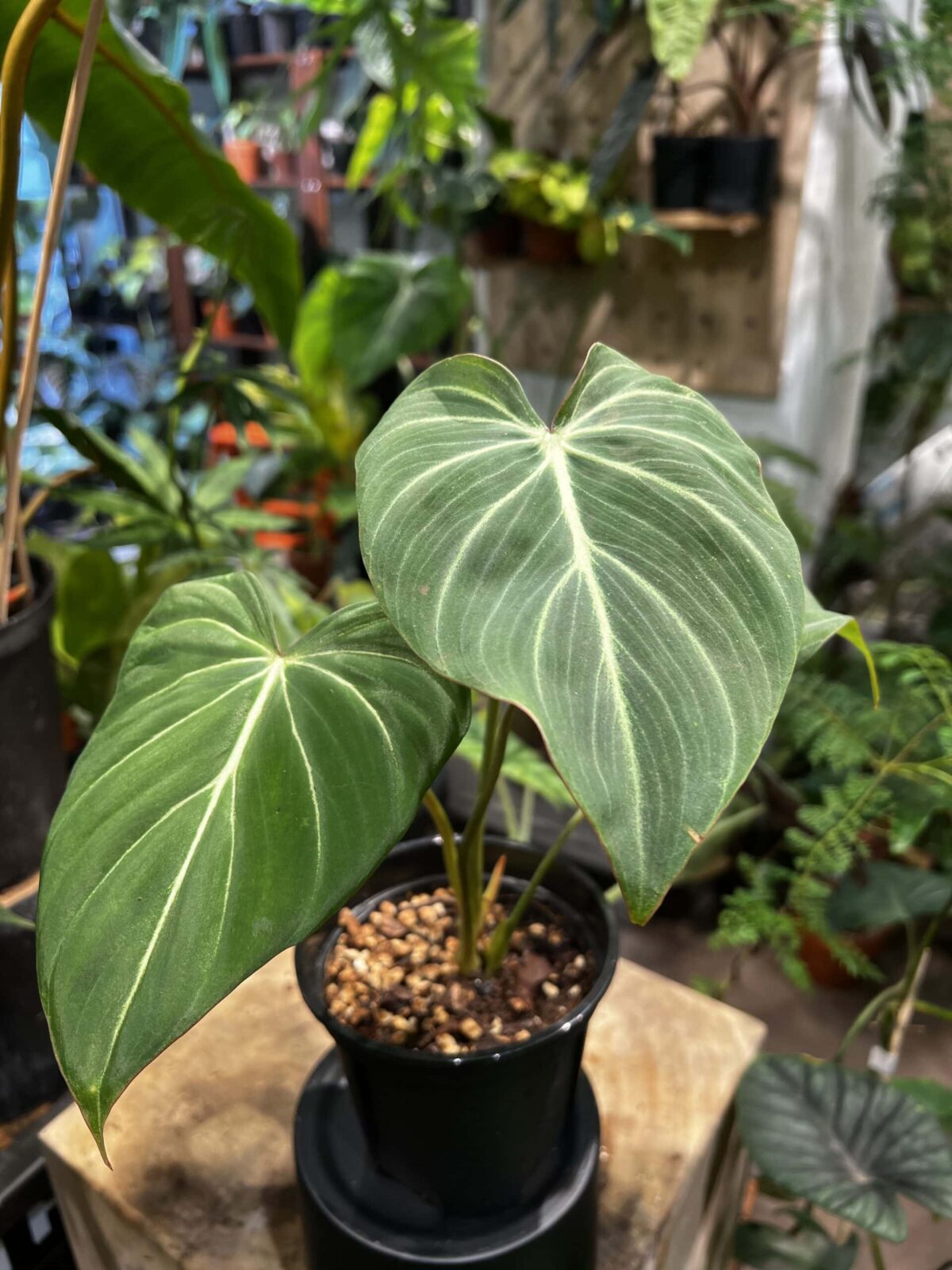 Philodendron 'Gloriosum' 錦緞蔓綠絨