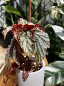Begonia 'Highway' 海威秋海棠
