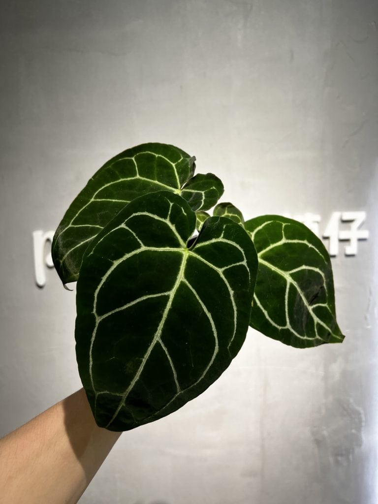 小鑽石水晶花燭