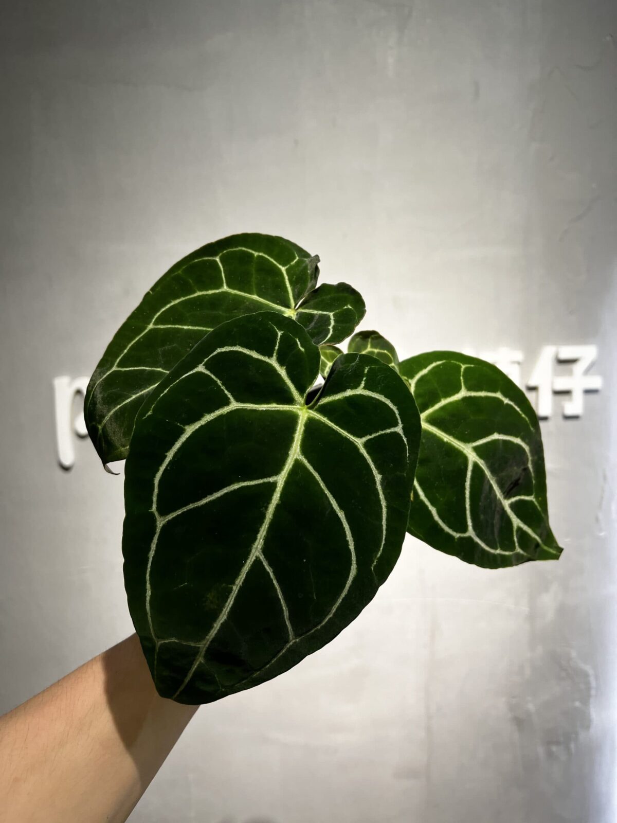 Anthurium crystalinum dark form 黑水晶花燭