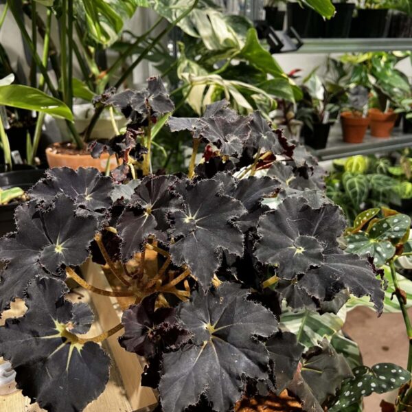 Begonia 'Black Mamba' sizeL — 植仔 Plantjai 香港觀葉植物