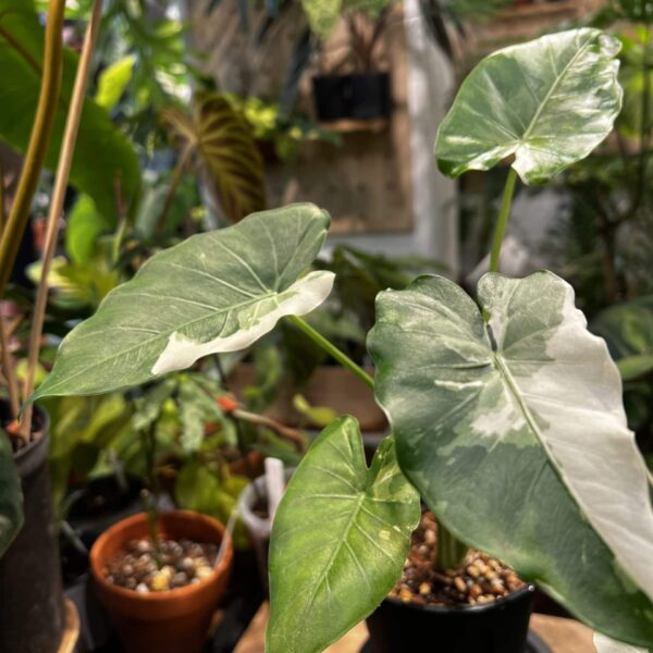 沖繩銀海芋 — 植仔 Plantjai 香港觀葉植物