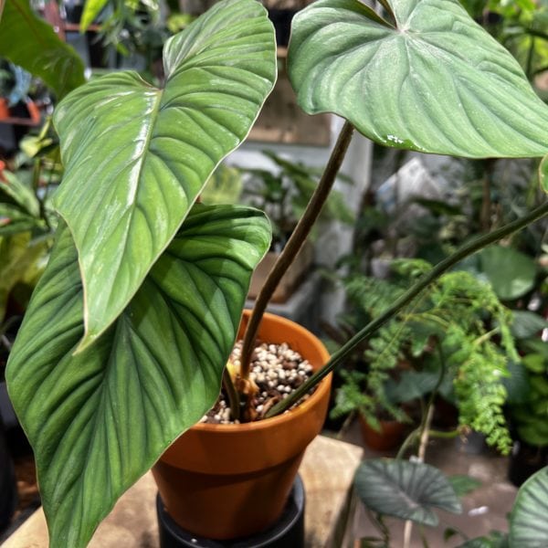 Philodendron plowmanii 'Blackface' 黑面普洛蔓綠絨（Philodendron plowmanii 'Blackface'）— 植仔 Plantjai 香港觀葉植物