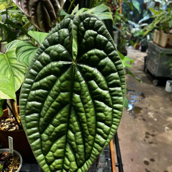 奢華火鶴（Anthurium luxurians）— 植仔 Plantjai 香港觀葉植物