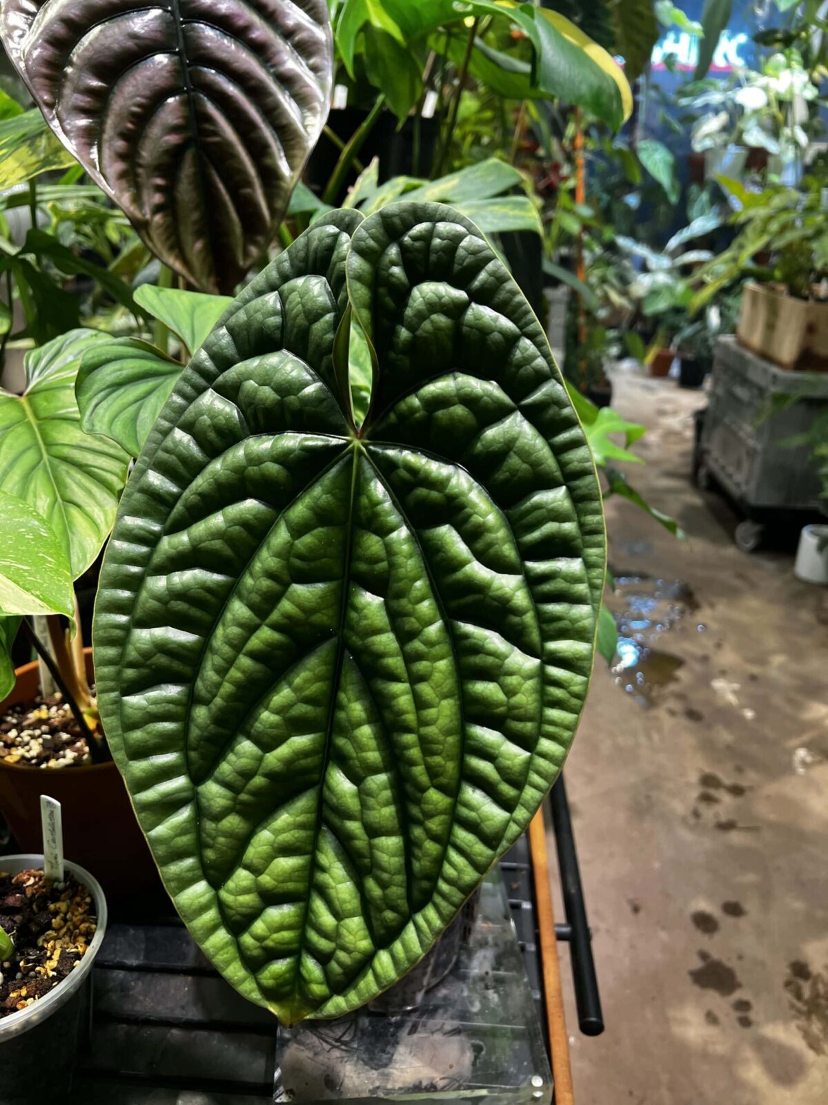 Anthurium luxurians 奢華花燭