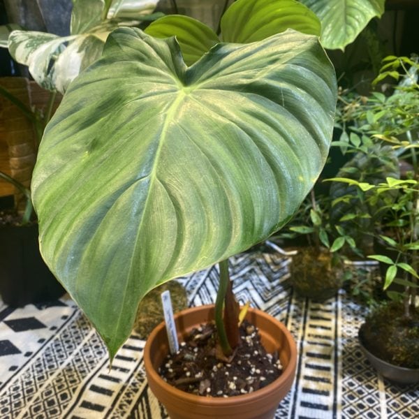 Philodendron 'Dean McDowell' 麥兜綠絨 — 植仔 Plantjai 香港觀葉植物