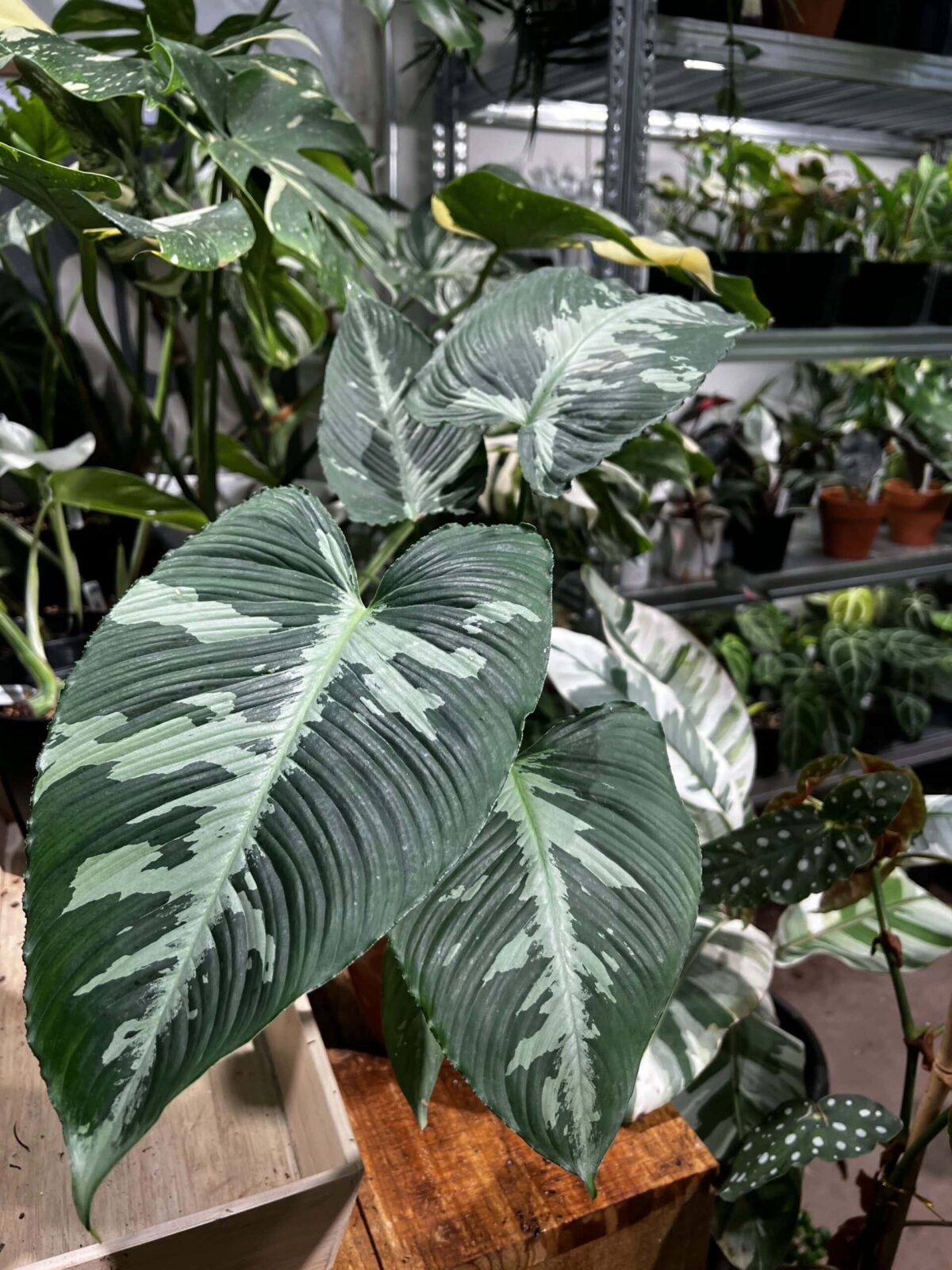 Schismatoglottis pusilla 迷彩落檐