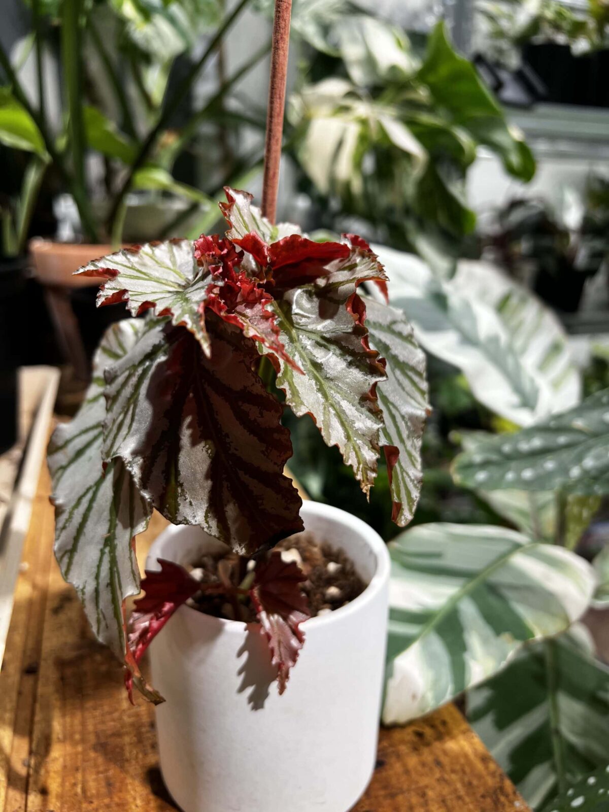 Begonia 'Highway' 海威秋海棠