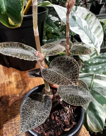 台灣金線蓮 — 植仔 Plantjai 香港觀葉植物