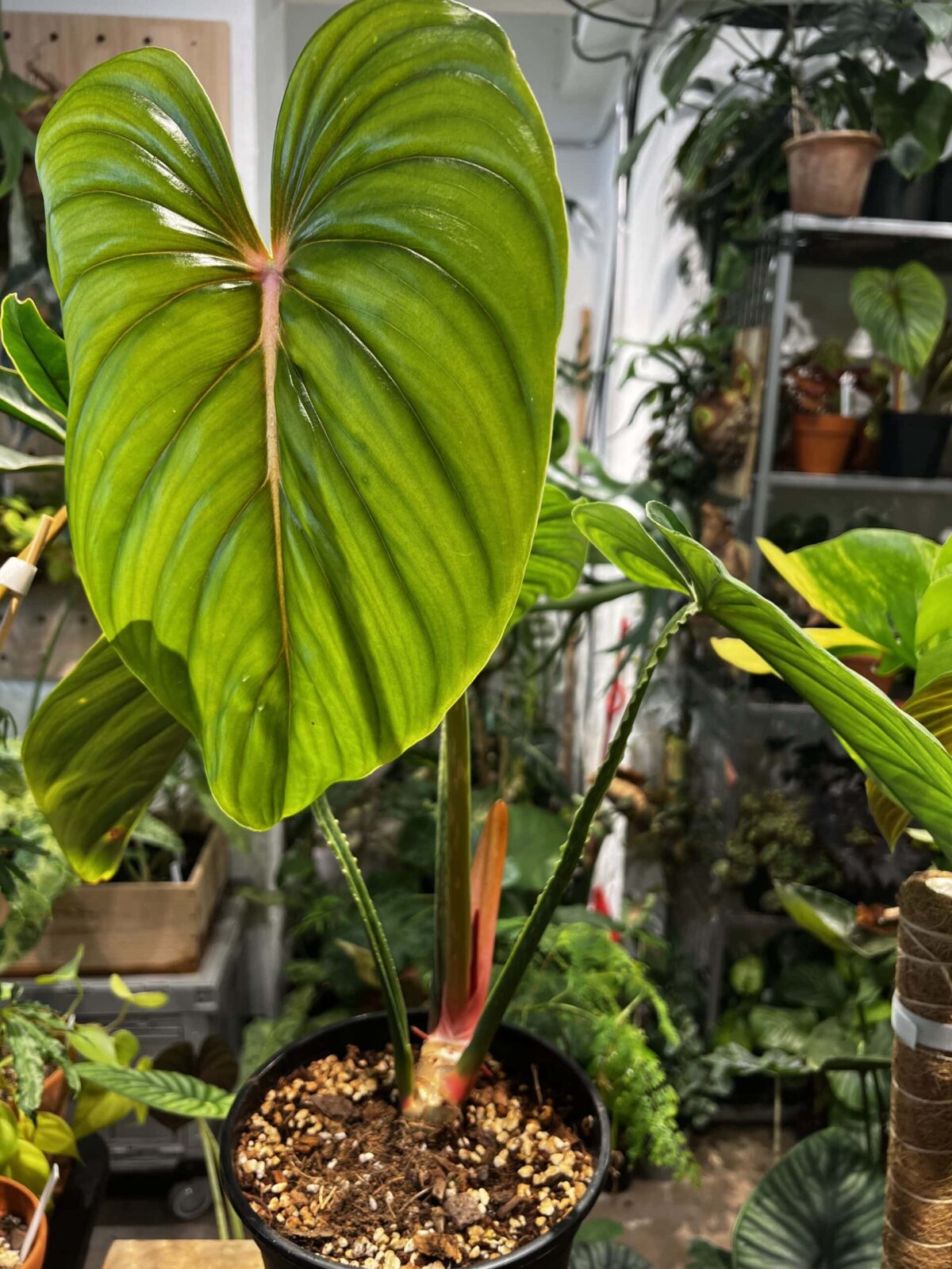 Philodendron plowmanii 'Watermelon' 西瓜普洛蔓綠絨