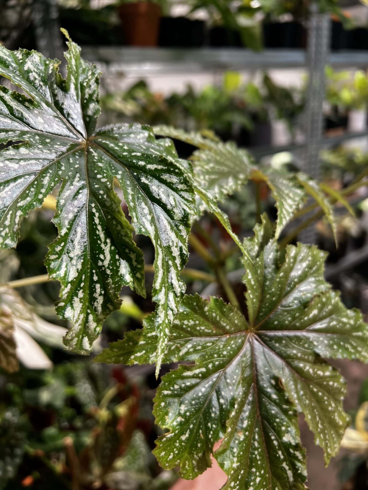 Begonia gyphon 鷹獅秋海棠