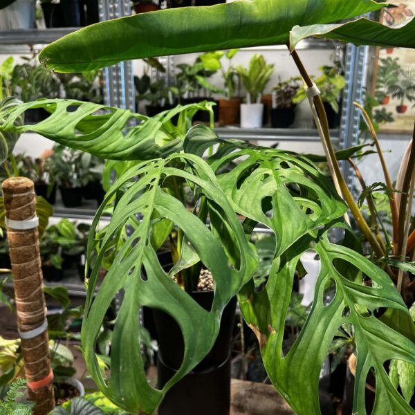 巨洞龜背竹 — 植仔 Plantjai 香港觀葉植物