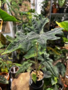 Alocasia 'Jacklyn' - Image 2