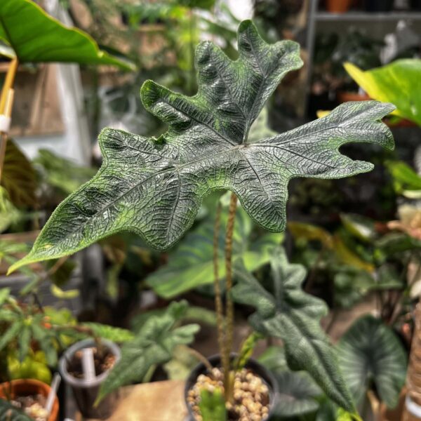 傑克琳海芋（Sulawesi）— 植仔 Plantjai 香港觀葉植物