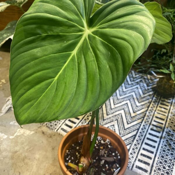 麥兜綠絨 — 植仔 Plantjai 香港觀葉植物