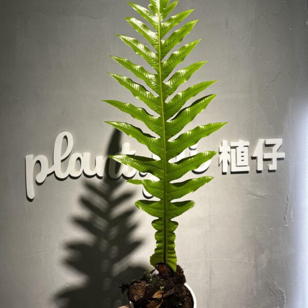 崖薑蕨王冠蕨（Aglaomorpha coronans）— 植仔 Plantjai 香港觀葉植物