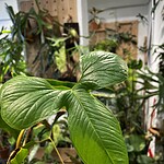 Anthurium clarvigerum 雪花花燭（Anthurium clarvigerum）— 植仔 Plantjai 香港觀葉植物