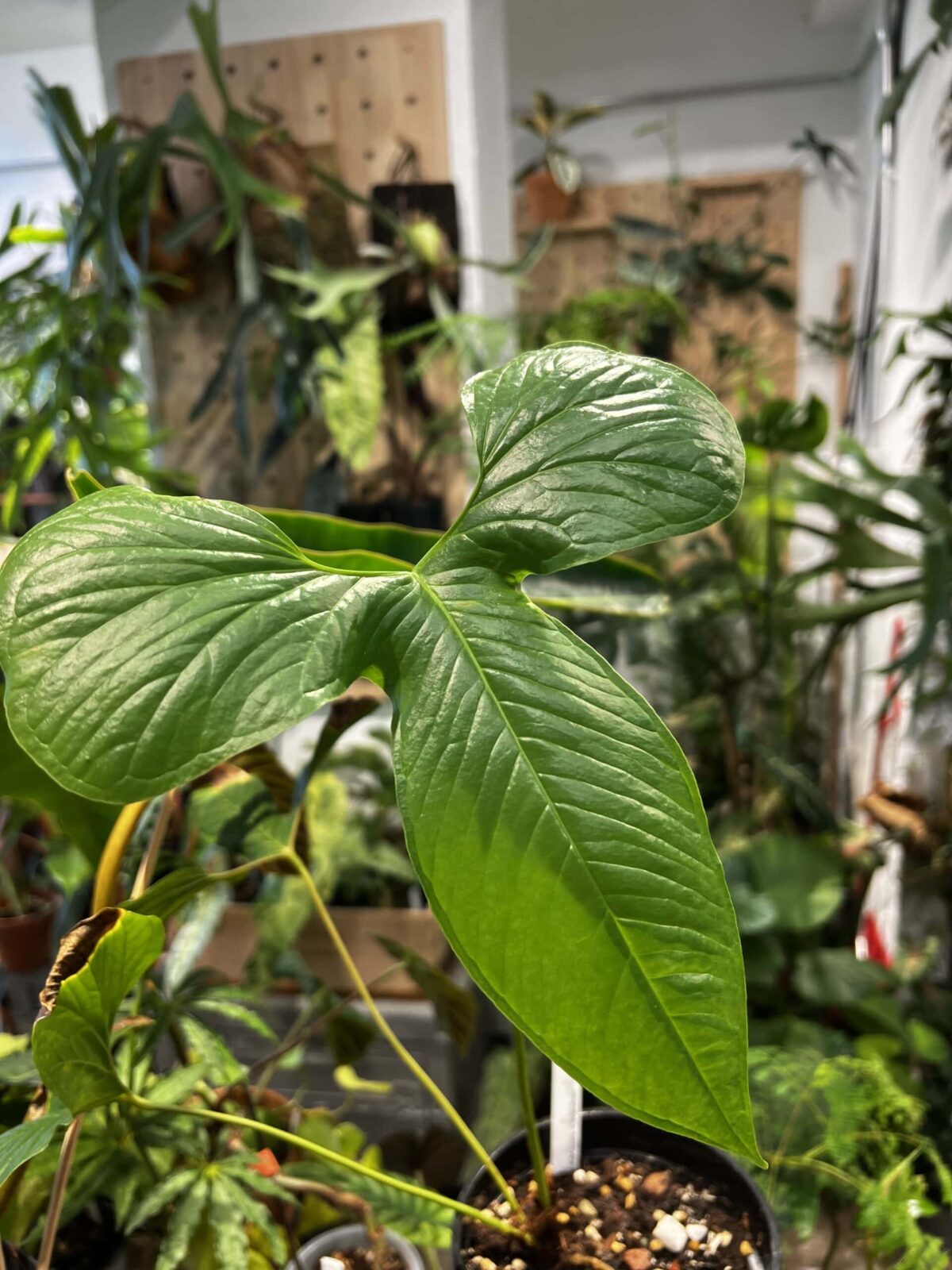 Anthurium draconopterum 龍型花燭