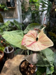 Syngonium podophyllum 'Christmas' - Image 3