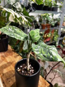 Aglaonema pictum 'Tricolor' 迷彩粗肋草