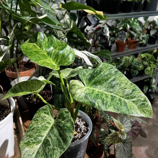 Philodendron gigantium variegata 暴風雪蔓綠絨（Philodendron gigantium variegata）— 植仔 Plantjai 香港觀葉植物