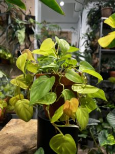 Philodendron hederaceum 'Lemon Lime' - Image 2