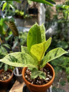 Ficus elastica 'Shivereana' - Image 3