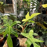 Philodendron 'Florida Beauty' 佛羅里達美人蔓綠絨（Philodendron 'Florida Beauty'）— 植仔 Plantjai 香港觀葉植物