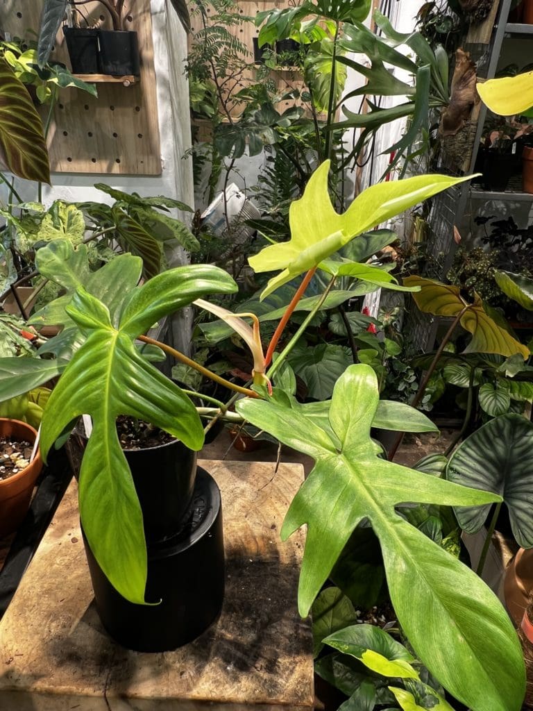 佛羅里達幽靈蔓綠絨