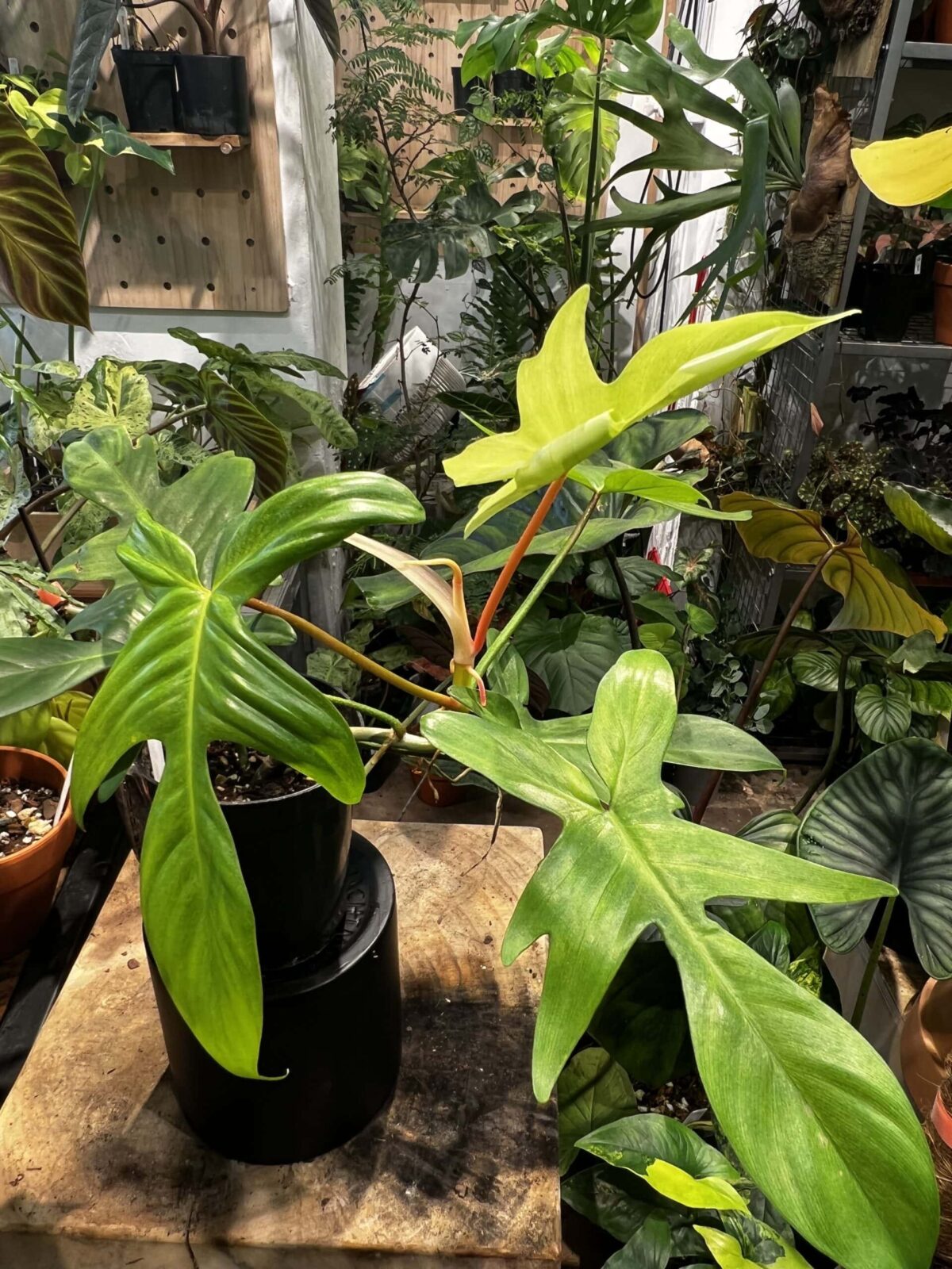 Philodendron 'Florida Ghost' 佛羅里達幽靈蔓綠絨 Plantjai植仔 Philodendron 'Florida Ghost' 佛羅里達幽靈蔓綠絨 — 植仔 Plantjai 香港觀葉植物