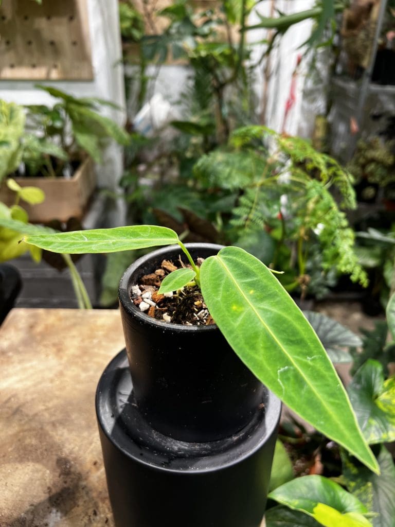 火鶴后