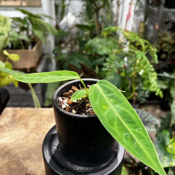 火鶴后（Anthurium warocqueanum）— 植仔 Plantjai 香港觀葉植物