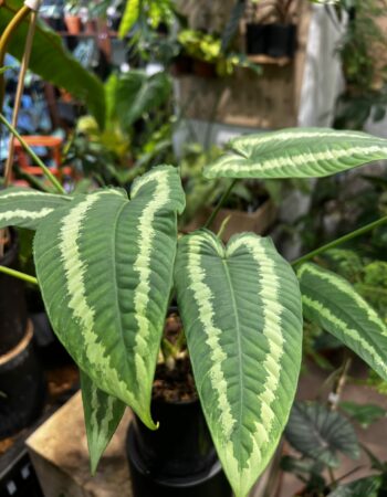 Schismatoglottis wallichii var. 電光落檐（Schismatoglottis wallichii var.）— 植仔 Plantjai 香港觀葉植物