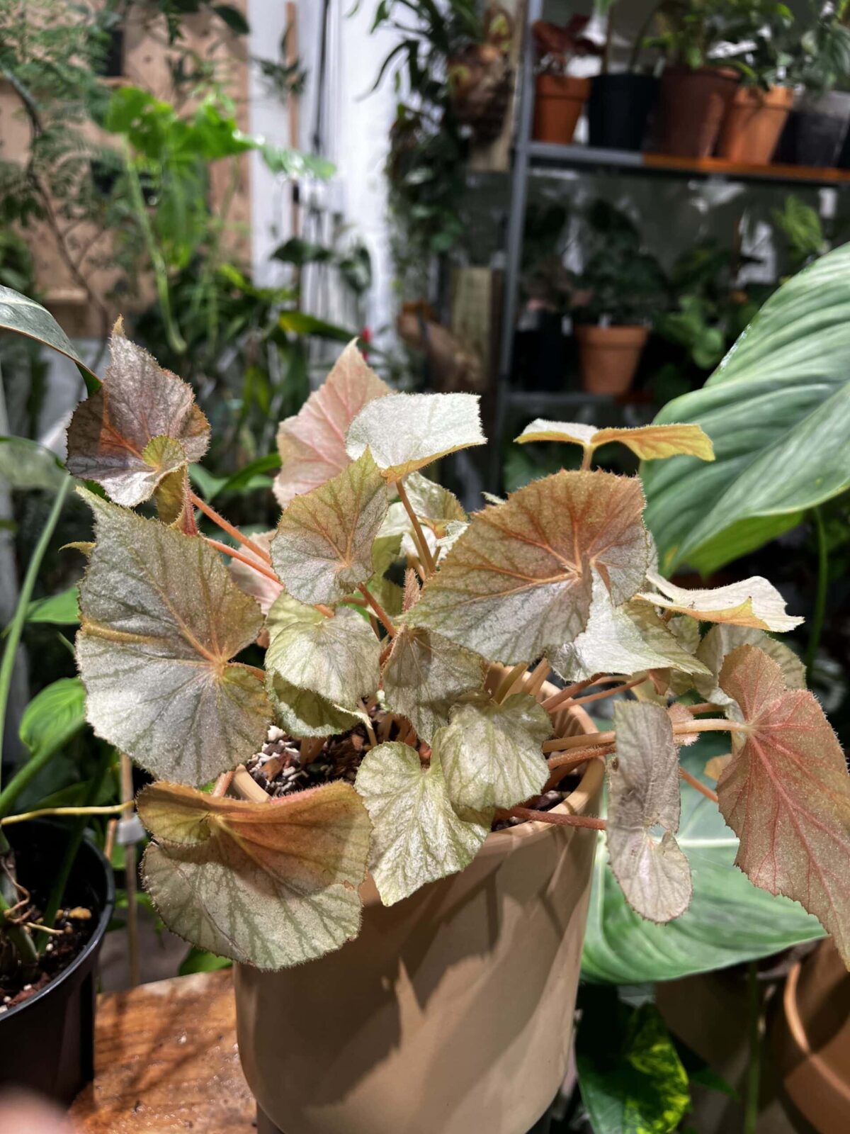 Begonia 'Sierra Silver Moon' 銀月秋海棠
