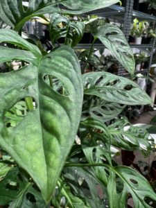 Monstera adansonii fairy cave monstera