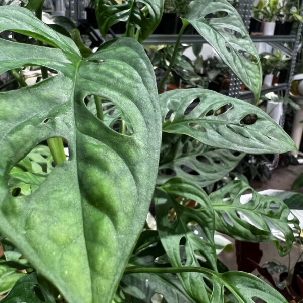 仙洞龜背竹 — 植仔 Plantjai 香港觀葉植物