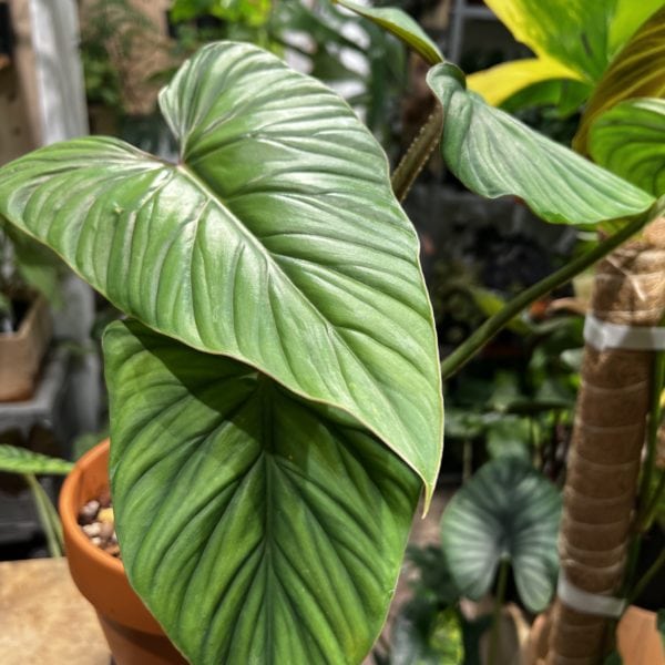 Philodendron plowmanii 'Blackface' 黑面普洛蔓綠絨 — 植仔 Plantjai 香港觀葉植物