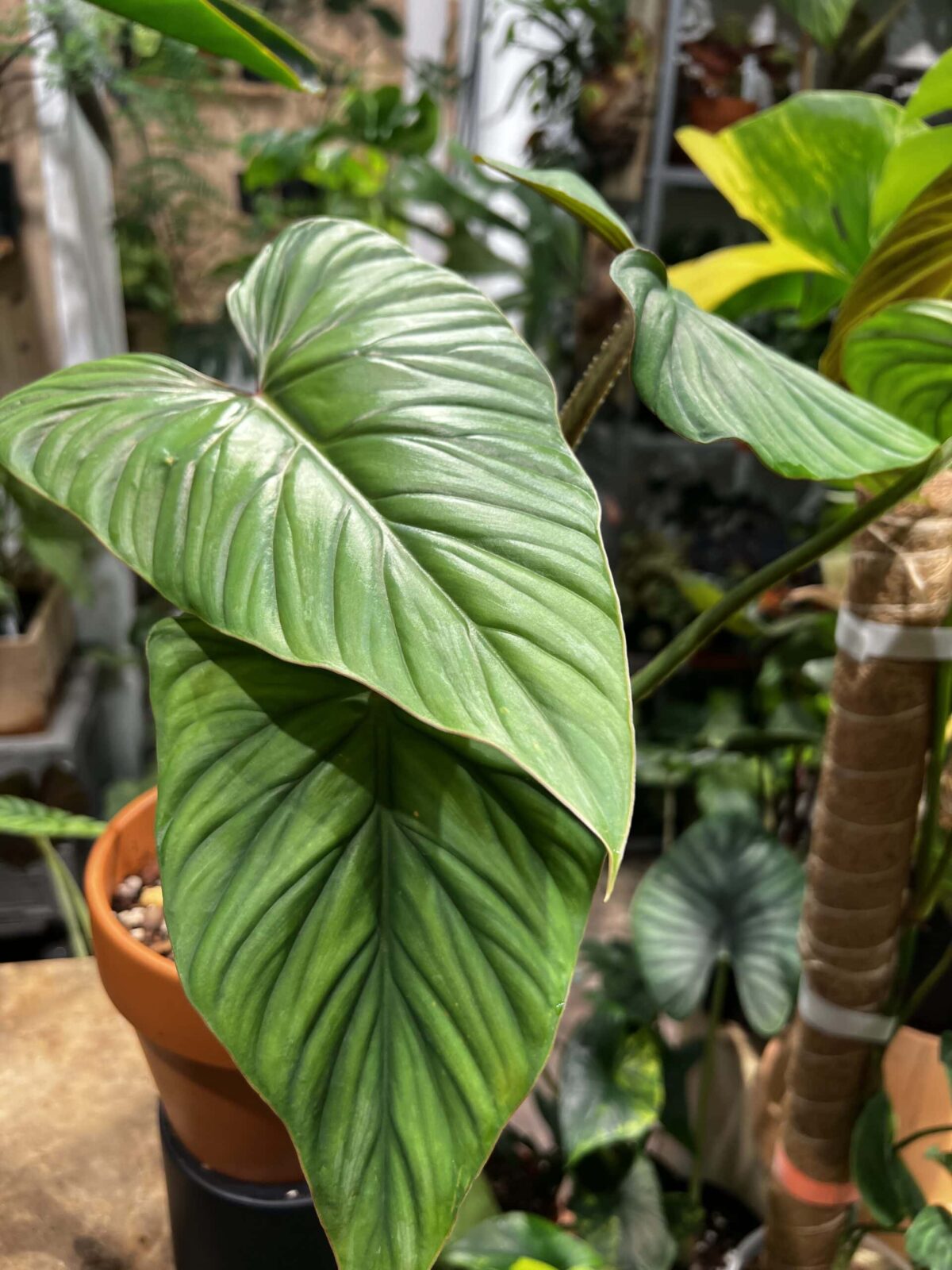 Philodendron plowmanii 'Blackface' 黑面普洛蔓綠絨