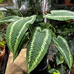 Pteris aspericaulis tricolor 三色鳳尾蕨（Pteris aspericaulis tricolor）— 植仔 Plantjai 香港觀葉植物