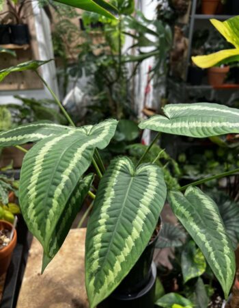 電光落檐 — 植仔 Plantjai 香港觀葉植物