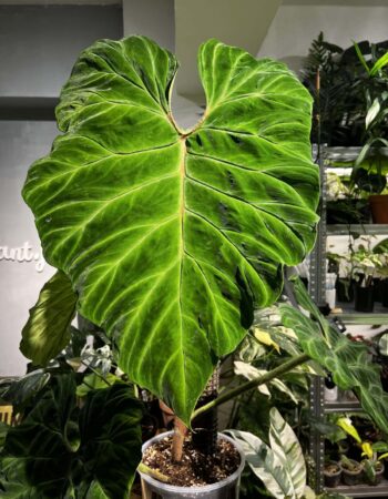 橙柄錦蔓綠絨 — 植仔 Plantjai 香港觀葉植物