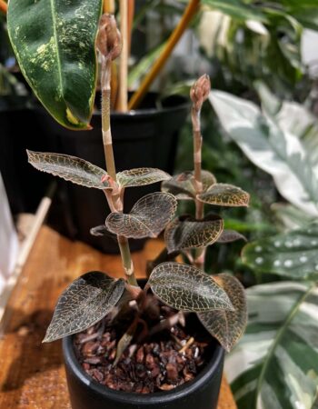 台灣金線蓮 — 植仔 Plantjai 香港觀葉植物